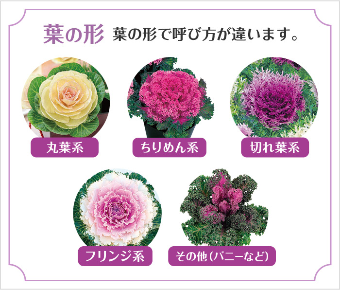 葉の形で呼び方が違います。丸葉系 ちりめん系 切れ葉系 フリンジ系 その他（バニーなど）