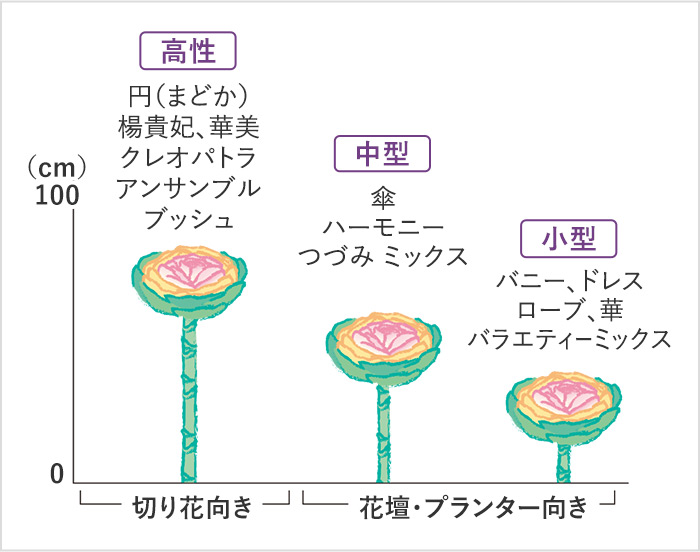 草丈ごとの品種分布図 切り花向き 高性：円（まどか） 楊貴妃、華美 クレオパトラ アンサンブル ブッシュ 花壇・プランター向き 中型：傘 ハーモニー つづみ ミックス 小型：バニー、ドレス ローブ、華 バラエティーミックス