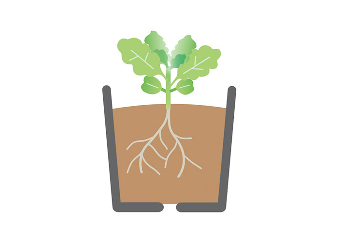 本葉が2～4枚になったら1株ずつに植え替え（鉢上げ）