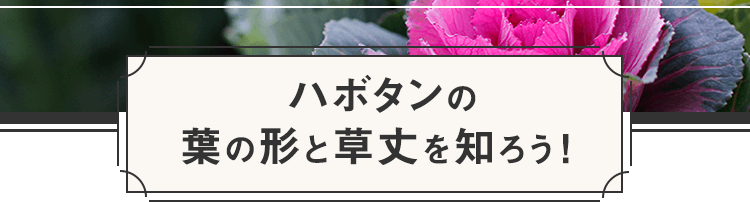 ハボタンの葉の形と草丈を知ろう！
