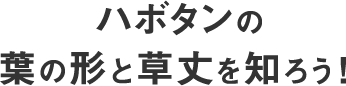 ハボタンの葉の形と草丈を知ろう！