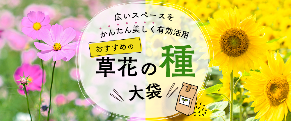 広いスペースをかんたん美しく有効活用 おすすめの草花の種大袋