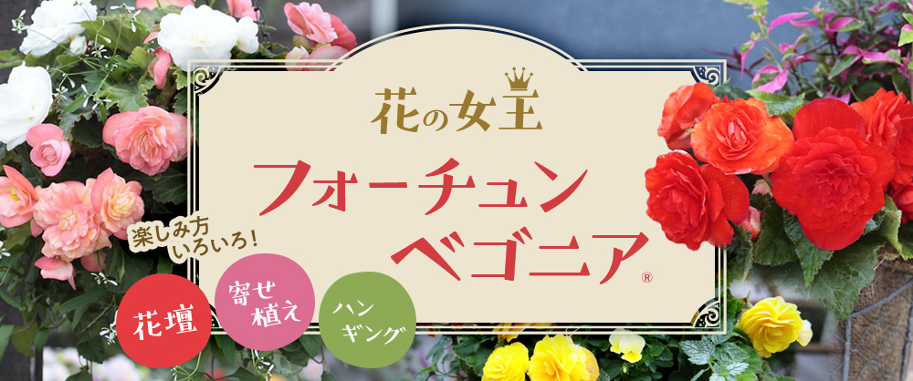 花壇、寄せ植え、ハンギング 楽しみ方いろいろ!花の女王 フォーチュンベゴニア(R)