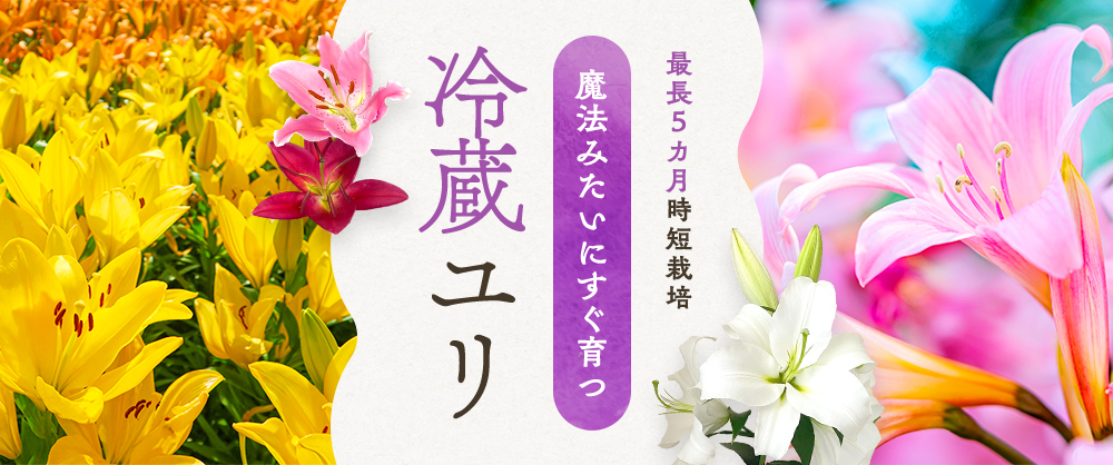 最長5カ月時短栽培 魔法みたいにすぐ育つ 冷蔵ユリ