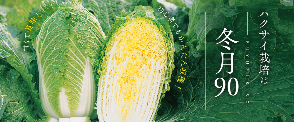 初心者でもかんたん収穫！甘くて美味しい ハクサイ栽培は冬月90