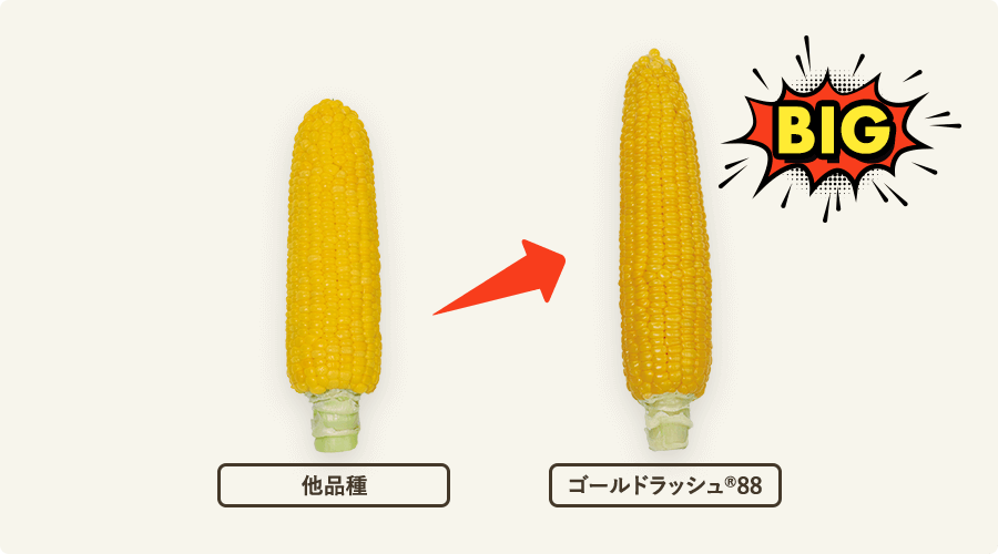 ゴールドラッシュ®88と多品種の大きさ比較
