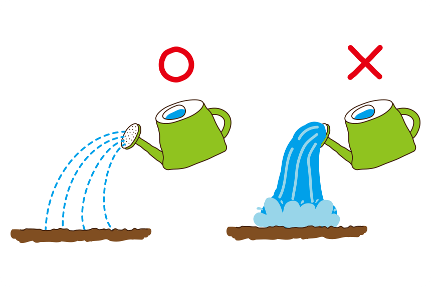 発芽まで水をやり過ぎない