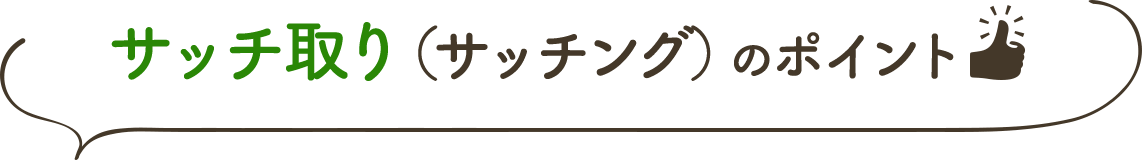 サッチ取り(サッチング)のポイント