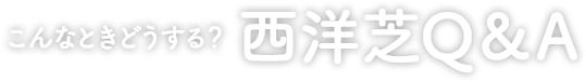 こんなときどうする?西洋芝Q&A