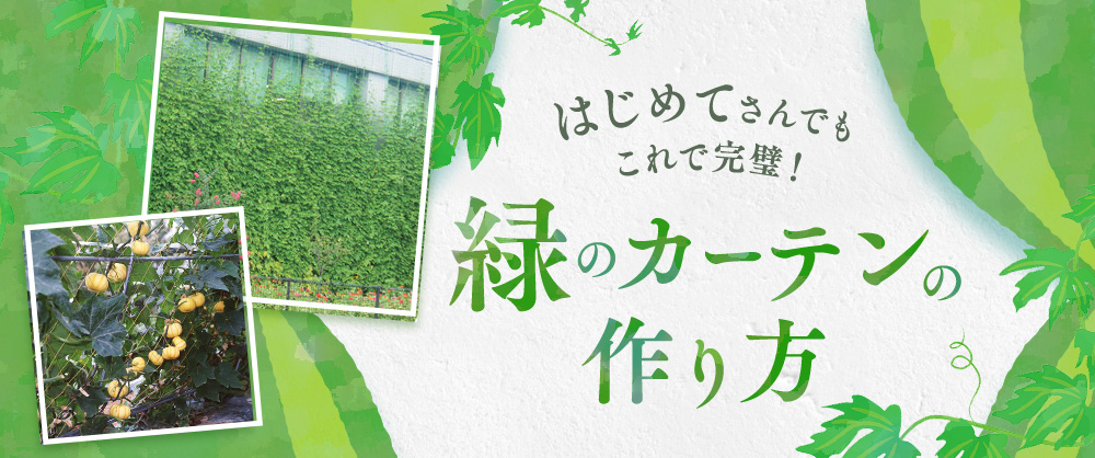 はじめてさんでもこれで完璧！緑のカーテンの作り方