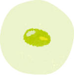 緑豆のイラスト