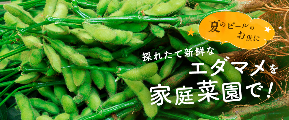 採れたて新鮮なエダマメを家庭菜園で!