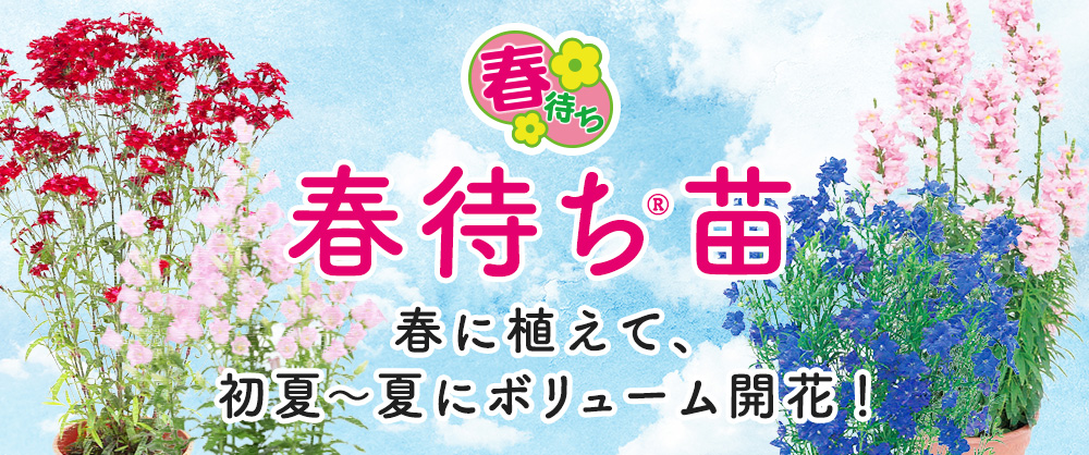 春に植えて、初夏～夏にボリューム開花！！春待ち苗