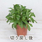 切り戻し