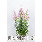 再び開花!※