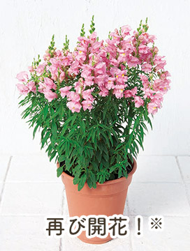 再び開花!※
