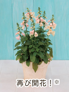 再び開花!※