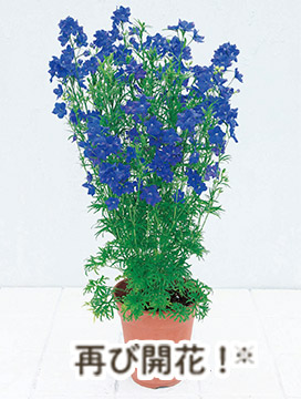 再び開花!※