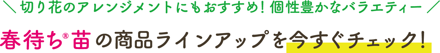 切り花のアレンジメントにもおすすめ!個性豊かなバラエティー 春待ち®苗の商品ラインアップを今すぐチェック!