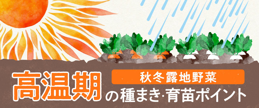 秋冬露地野菜 高温期の種まき・育苗ポイント