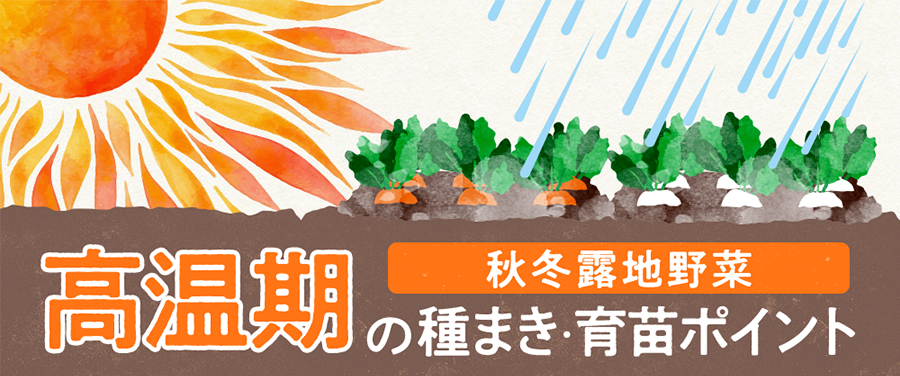 高温期の種まき・育苗ポイント