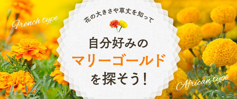 花の大きさや草丈を知って自分好みのマリーゴールドを探そう！