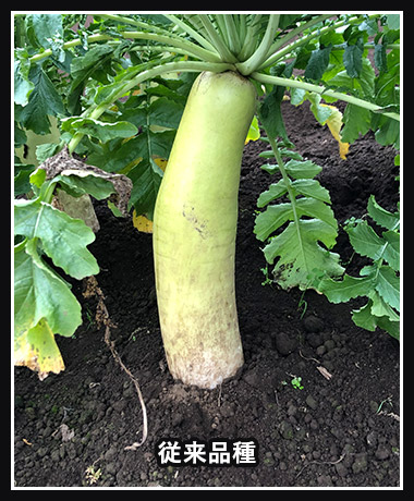 従来品種