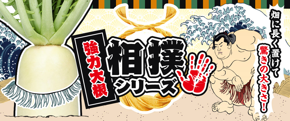 こんなダイコン待ってました！大きくて畑に長く置ける 強力大根相撲シリーズ