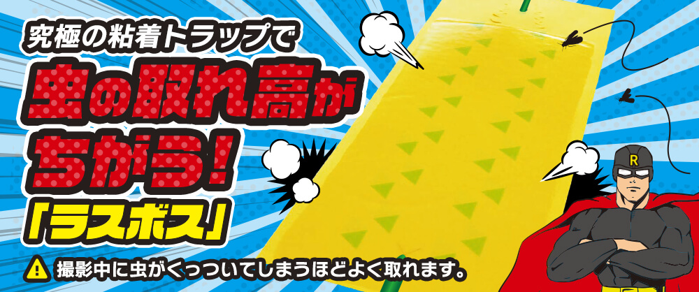 嫌な虫をいっぱい捕らえて逃がさない！家庭菜園のお助け虫取りシート「ラスボス」登場！！