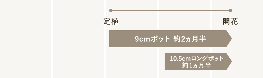 定植から開花まで約2ヵ月半