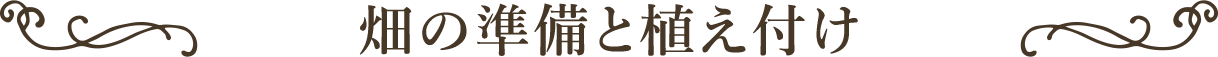 畑の準備と植え付け