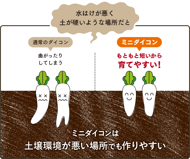 ミニダイコンはもともと短いから育てやすい！