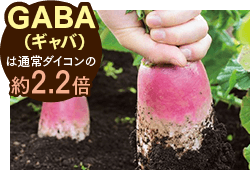 ギャバは通常ダイコンの約2.2倍