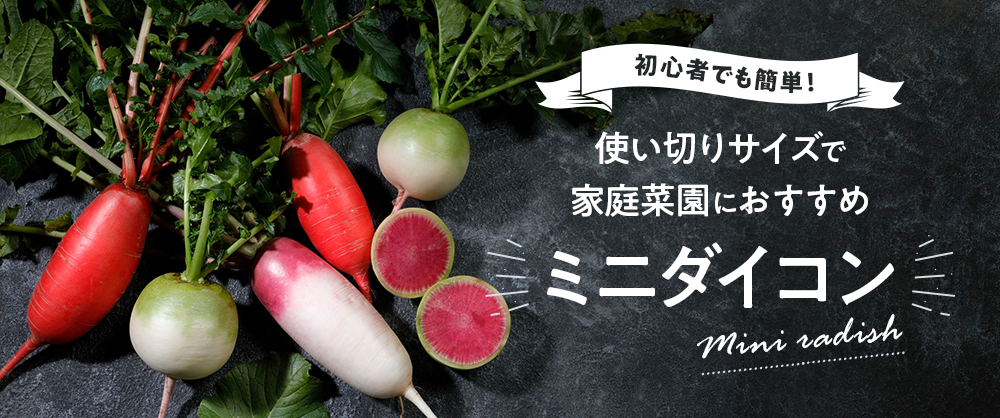 初心者でも簡単!使い切りサイズで家庭菜園におすすめミニダイコン