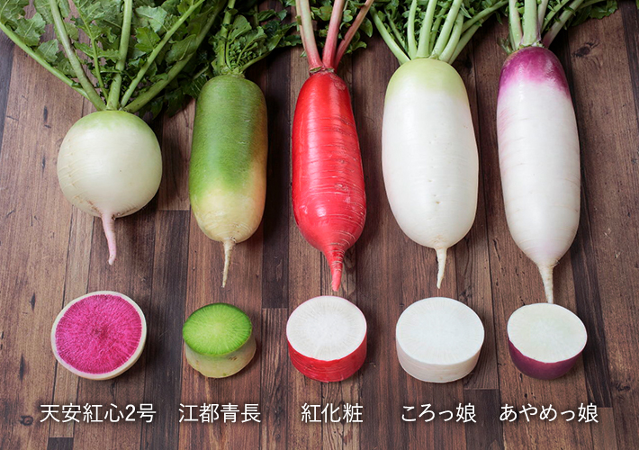 食べ比べも楽しい！色とりどりのミニダイコン