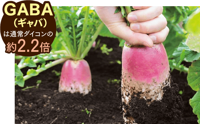 ギャバは通常ダイコンの約2.2倍