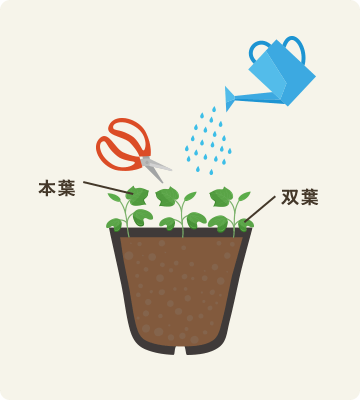 育苗