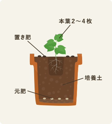 定植・肥料