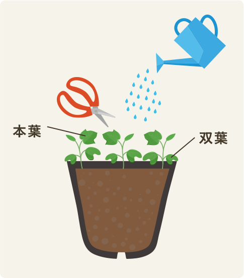 育苗