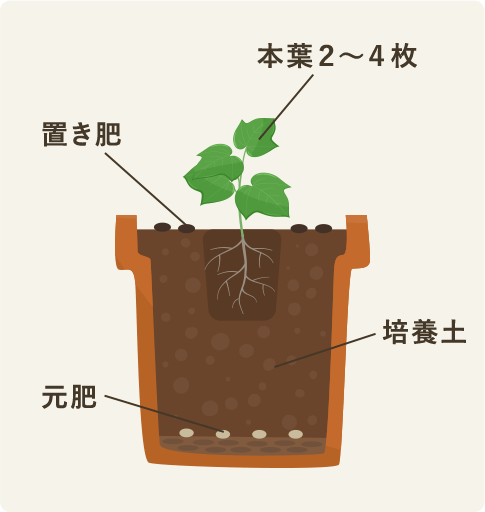 定植・肥料