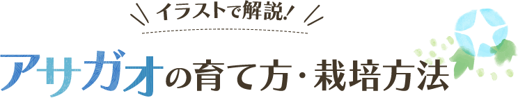 イラストで解説！アサガオの育て方・栽培方法