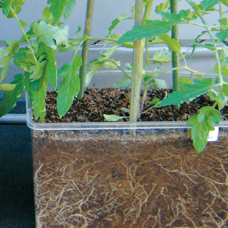 化成肥料にはない効果も！野菜の持つうまみや甘みを引き出す！