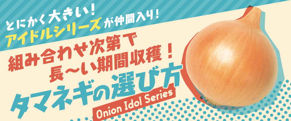 組み合わせ次第で長～く収穫！タマネギの選び方