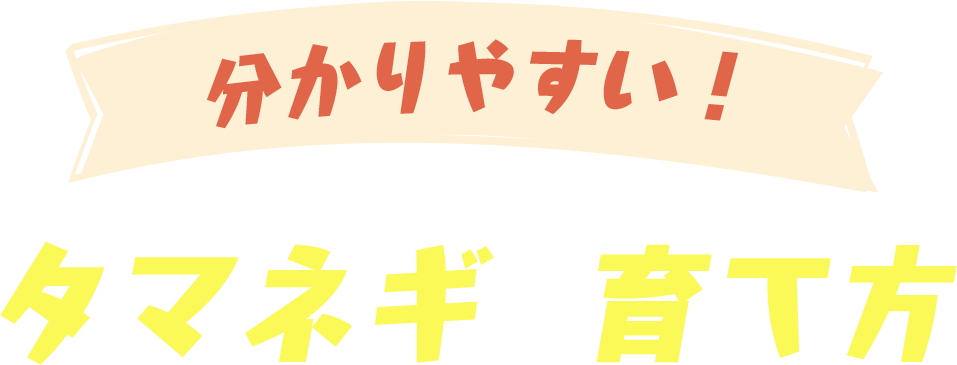 分かりやすい！タマネギの育て方