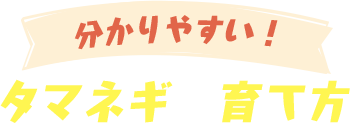 分かりやすい！タマネギの育て方
