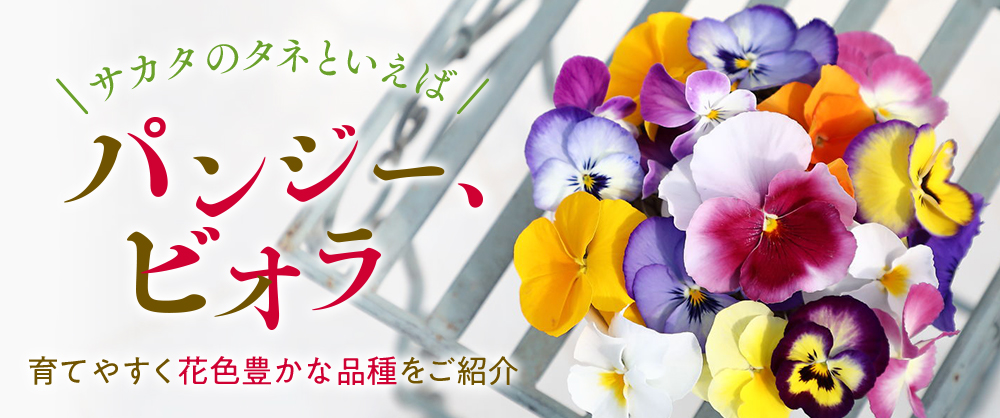 サカタのタネといえばパンジー・ビオラ！育てやすく花色豊かな品種をご紹介