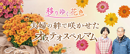 移りゆく花色 夫婦の絆で咲かせたオステオスペルマム