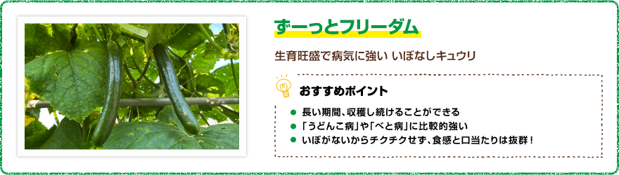 ずーっとフリーダム 生育旺盛で病気に強いイボなしキュウリ 【おすすめポイント】・長い期間、収穫し続けることができる ・「うどんこ病」や「べと病」に比較的強い ・いぼがないからチクチクせず、食感と口当たりは抜群!