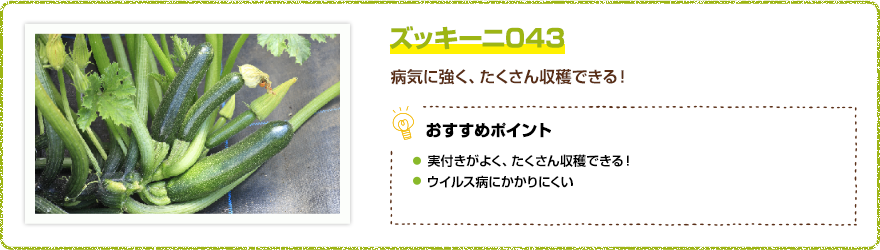ズッキーニ043 病気に強く、たくさん収穫できる! 【おすすめポイント】・実つきがとてもよく、収穫期間が長い。・ウイルス病にかかりにくい。