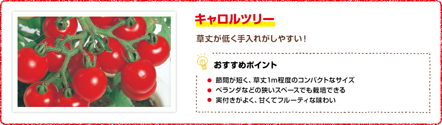 キャロルツリー 草丈が低く手入れがしやすい! 【おすすめポイント】・節間が短く、草丈1m程度のコンパクトなサイズ ・ベランダなどの狭いスペースでも栽培できる ・実付きがよく、甘くてフルーティな味わい